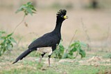 Image. Bare-faced Curassow