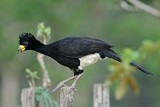 Image. Bare-faced Curassow