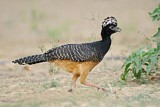 Image. Bare-faced Curassow