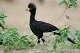 Image. Bare-faced Curassow