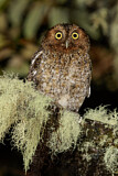 Image. Bare-shanked Screech Owl