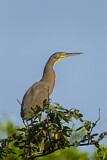 Image. Bare-throated Tiger Heron