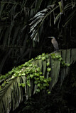 Image. Bare-throated Tiger Heron