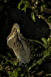 Image. Bare-throated Tiger Heron