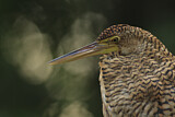 Image. Bare-throated Tiger Heron