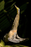Image. Bare-throated Tiger Heron