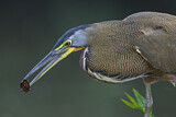 Image. Bare-throated Tiger Heron