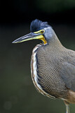 Image. Bare-throated Tiger Heron