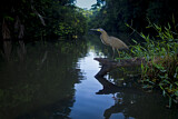 Image. Bare-throated Tiger Heron