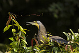 Image. Bare-throated Tiger Heron