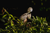 Image. Bare-throated Tiger Heron