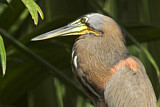 Image. Bare-throated Tiger Heron