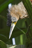 Image. Bare-throated Tiger Heron