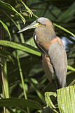 Image. Bare-throated Tiger Heron