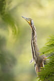 Image. Bare-throated Tiger Heron