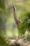 Image. Bare-throated Tiger Heron