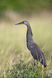 Image. Bare-throated Tiger Heron