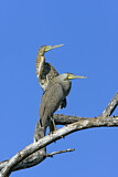 Image. Bare-throated Tiger Heron