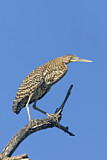 Image. Bare-throated Tiger Heron