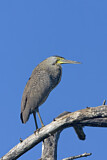Image. Bare-throated Tiger Heron