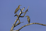 Image. Bare-throated Tiger Heron