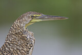 Image. Bare-throated Tiger Heron
