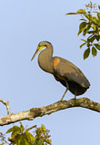 Image. Bare-throated Tiger Heron