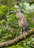 Image. Bare-throated Tiger Heron