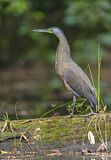 Image. Bare-throated Tiger Heron