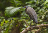 Image. Bare-throated Tiger Heron