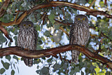 Image. Barking Owl