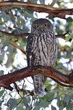 Image. Barking Owl