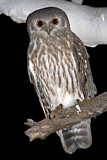 Image. Barking Owl