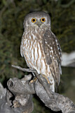Image. Barking Owl