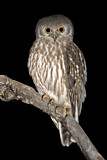 Image. Barking Owl