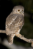 Image. Barking Owl