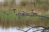 Image. Barn Swallow & Sand Martin