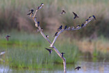 Image. Barn Swallow & Sand Martin
