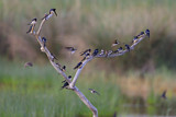 Image. Barn Swallow & Sand Martin