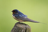 Image. Barn Swallow