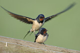 Image. Barn Swallow