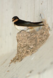 Image. Barn Swallow