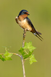 Image. Barn Swallow