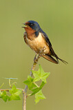 Image. Barn Swallow