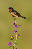 Image. Barn Swallow