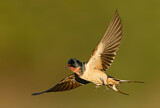 Image. Barn Swallow