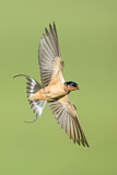 Image. Barn Swallow