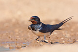 Image. Barn Swallow