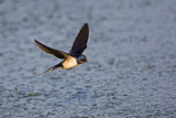 Image. Barn Swallow