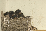 Image. Barn Swallow